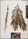 Foto von Salix eleagnos Scop. x Salix purpurea L.